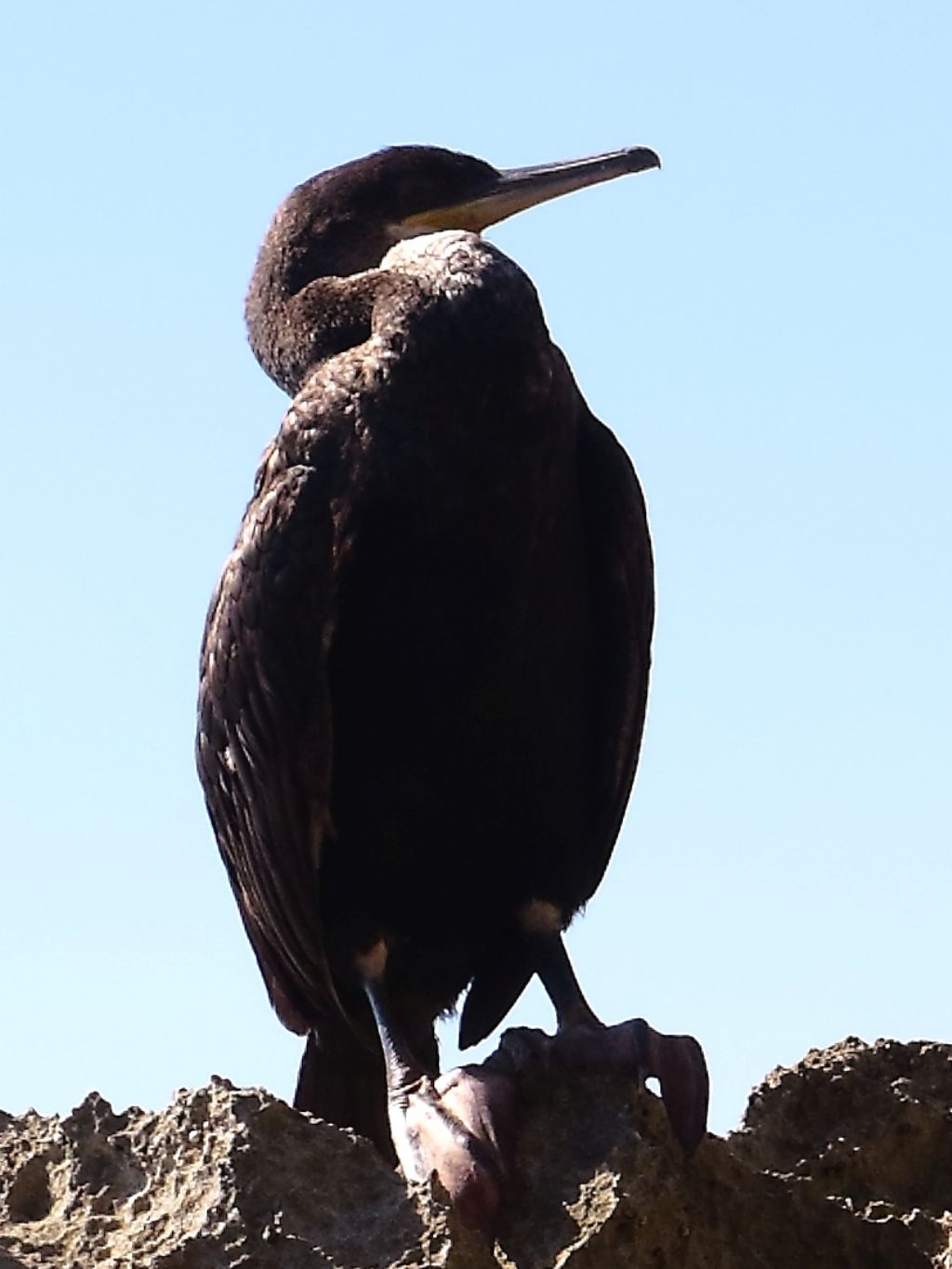 Da Formentera: Phalacrocorax aristotelis desmarestii?  S !